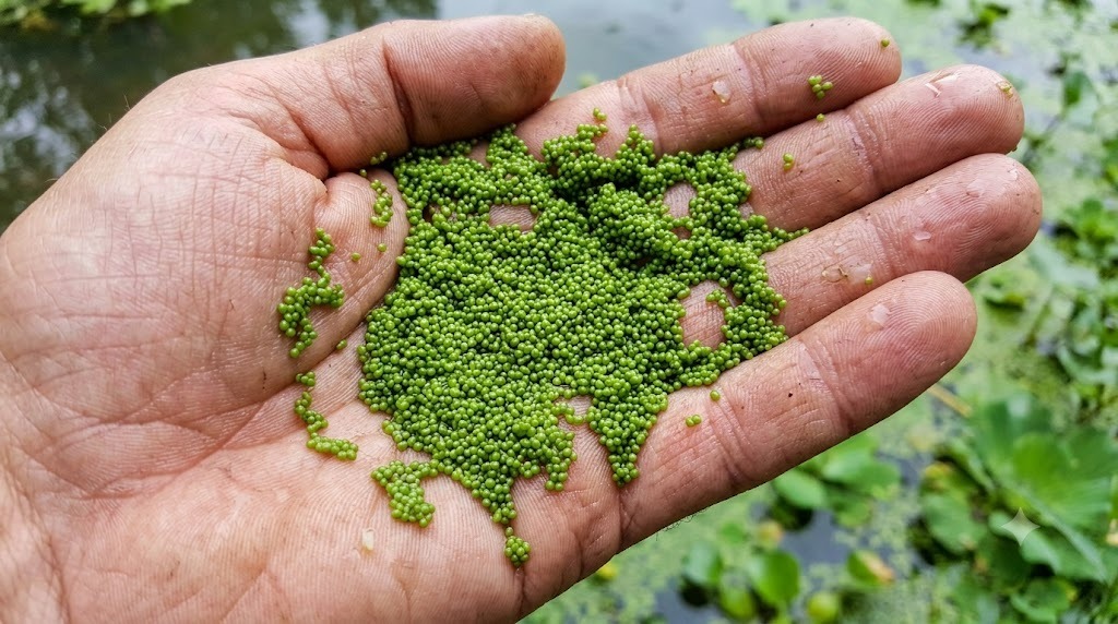 Fresh Wolffia globosa green biomass spheres in palm of hand