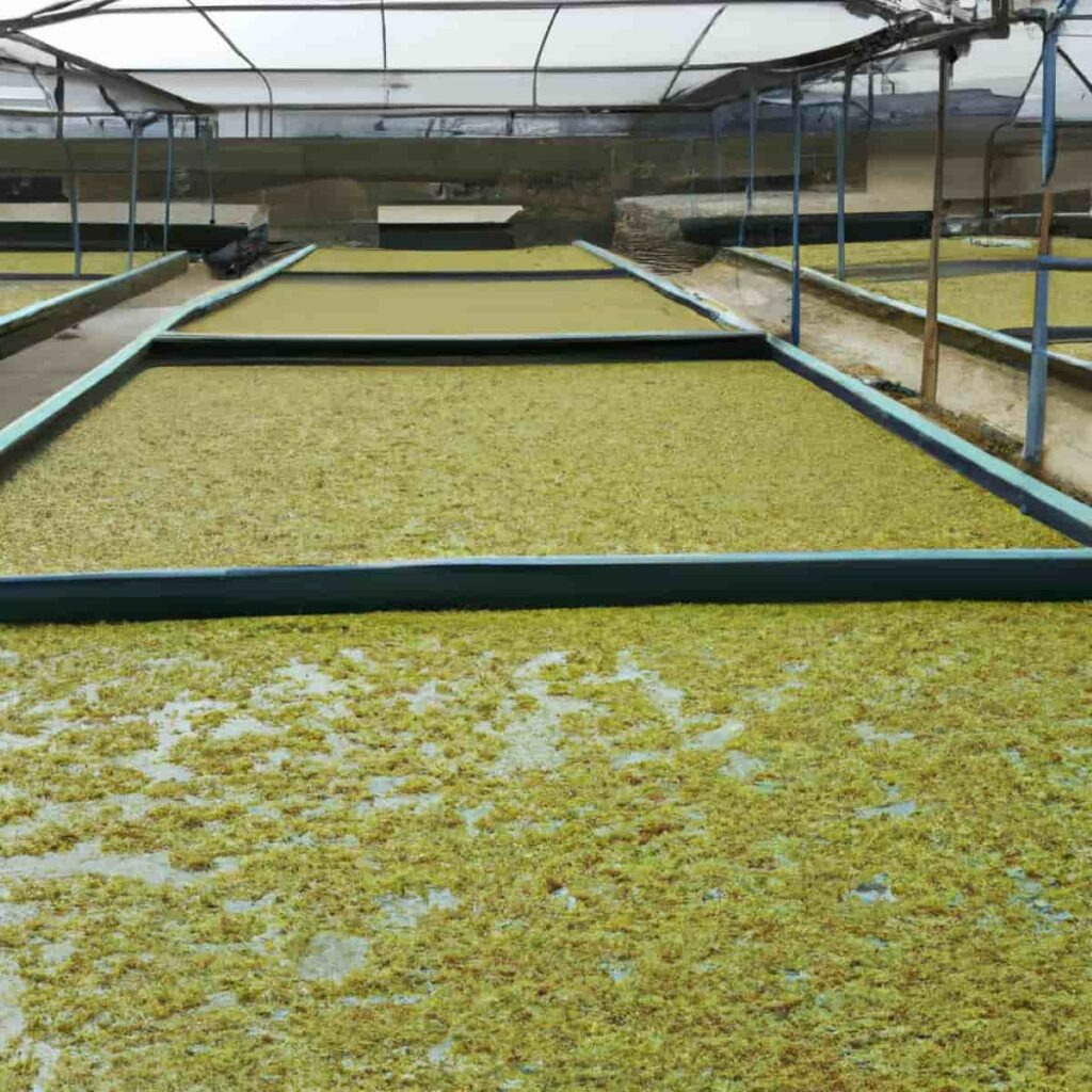 Greenhouse trench cultivation facility