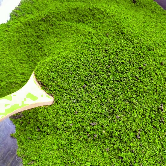 Freeze-dried Wolffia globosa green powder